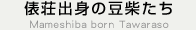 東京俵荘出身 豆柴