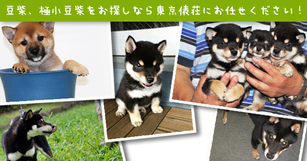 豆柴ブログ募集中！