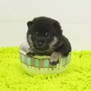 豆柴 平成23年7月18日生 極小豆柴 黒オス