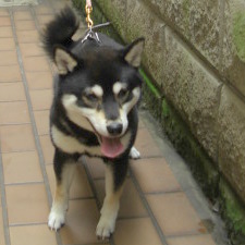 豆柴 成犬（オス）2