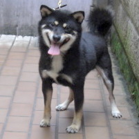 豆柴 成犬（オス）3