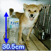 豆柴 豆柴犬 成犬(メス)5