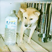 豆柴 豆柴犬 成犬(メス)6