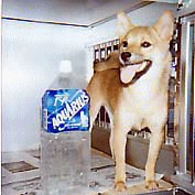 豆柴 豆柴犬 成犬(メス)7