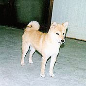 豆柴 豆柴犬 成犬(メス)4