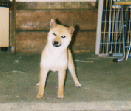 豆柴 豆柴犬 成犬(メス)1