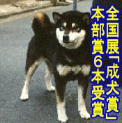 豆柴 全国展「成犬賞」本部賞6本受賞 柴犬 成犬(メス)