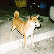 豆柴 豆柴犬 成犬(オス)5