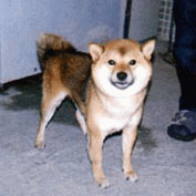 豆柴 豆柴犬 成犬(オス)7