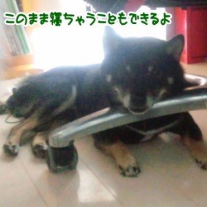 豆柴 東京都 ベッキーちゃん