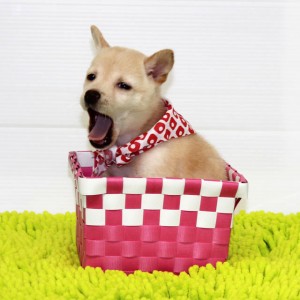 豆柴 オネムの時間でつい大きなアクビ・・・zZZ
