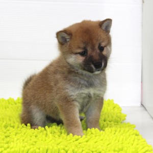 豆柴 父犬(豆柴)×母犬(極小)から生れた可愛い男の子☆