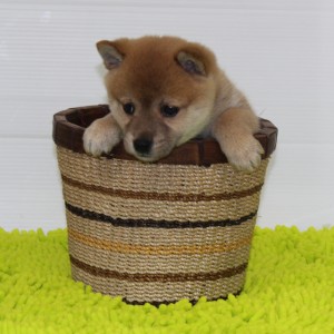 豆柴 父犬(豆柴)×母犬(極小)から生れた可愛い、とても可愛い女の子♪