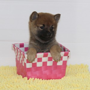 豆柴 父犬(豆柴)×母犬(極小)から生れた小さな小さな女の子☆