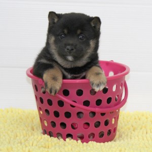 豆柴 小さな両親犬から生れたコントラストのキレいな元気な女の子♪
