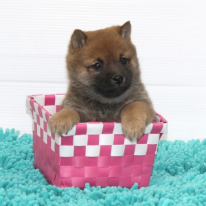 豆柴 小さな両親犬から生れた赤の小さな可愛い女の子♪