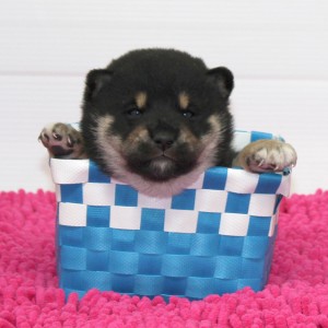 豆柴 とってもキレイなママ犬から生れたイケメン君!!