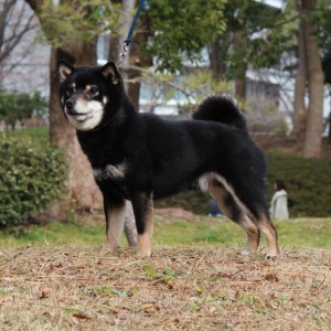 豆柴 豆柴交配犬 3