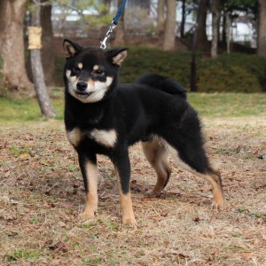 豆柴 豆柴交配犬 4
