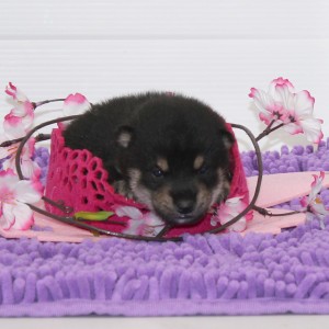 豆柴 小さな両親犬から生れたレベルの高い男の子★