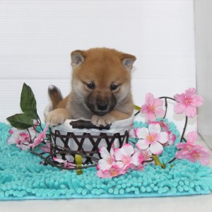 豆柴 極小豆柴 赤オス 7兄弟の1番目☆兄弟全て高いレベル!!