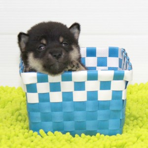 豆柴 小さな両親犬から生れたコントラストのキレイな男の子★