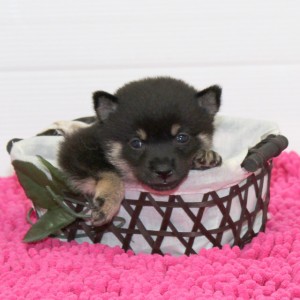豆柴 小さな両親犬から生れたコントラストのキレイな女の子♪