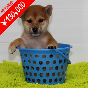 豆柴 片方垂れてるお耳ももうすぐピンっと立ちますよ!!