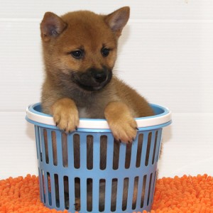豆柴 小さな両親犬から産まれた小ぶりな男の子★