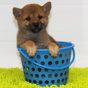 豆柴 小さな両親犬から産まれた小ぶりな男の子☆