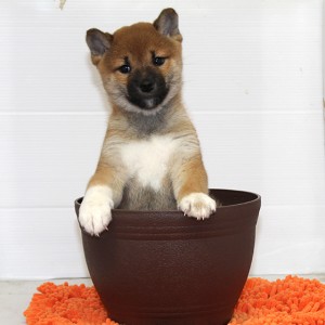 豆柴 一人っ子でシャキッとした男の子!!