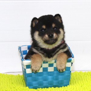 豆柴 タヌキ顔で落ち着きのある男の子♪
