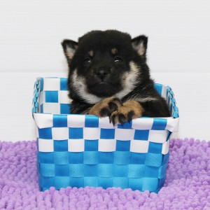 豆柴 タヌキ顔で活発な男の子!!