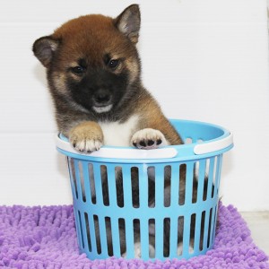豆柴 お顔の黒さは成長と共に抜けていきます!!