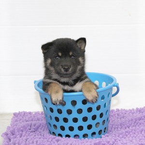 豆柴 タヌキ顔の落ち着きがある男の子!!