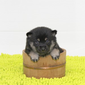 豆柴 お茶目でとても小さな男の子☆