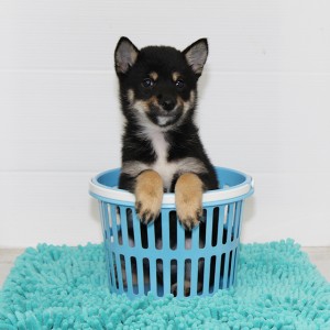 豆柴 コントラストが綺麗でとても飼いやすい男の子!!