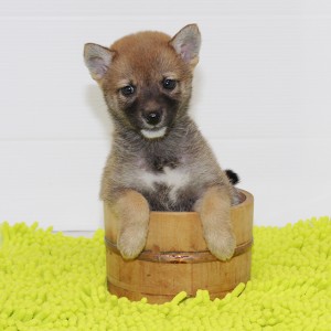 豆柴 犬の中でもレベルの高い女の子!!
