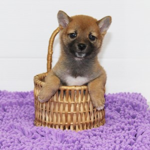 豆柴 お顔の黒さは成長と共に抜けていきます!!
