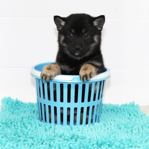 豆柴 コロコロ太った穏やかな男の子☆