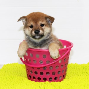 豆柴 コントラストが綺麗な男の子☆