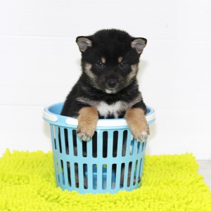 豆柴 小振りで将来楽しみな男の子☆
