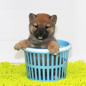 豆柴 お鼻の黒さは成長と共に抜けていきます!!