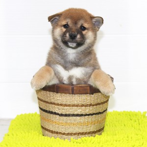 豆柴 コロコロ太った健康優良児☆