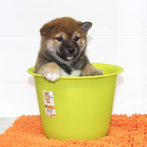 豆柴 骨量の良い穏やかな男の子☆