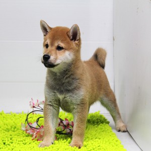 豆柴 コントラストのキレイな赤の3兄弟★ 人懐っこい性格です!!