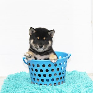 豆柴 コントラストがキレイでレベルの高い男の子☆