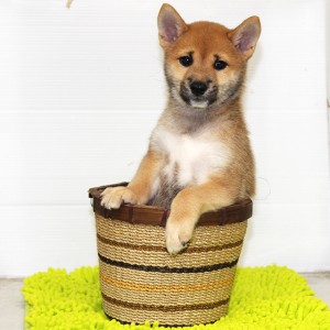 豆柴 レベルの高い男の子兄弟！元気なイケメン君☆