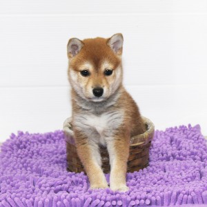 豆柴 コントラストのとてもキレイな 850ｇの小さい男の子☆