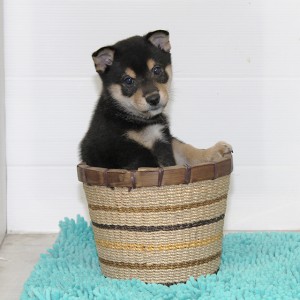 豆柴 コントラストがキレイな 人懐っこい男の子☆